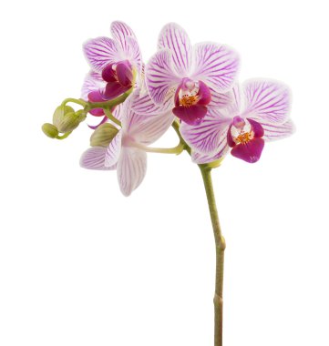 Orchidea Phalaenopsis
