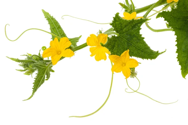 Cucumber flowers — Stock Photo, Image