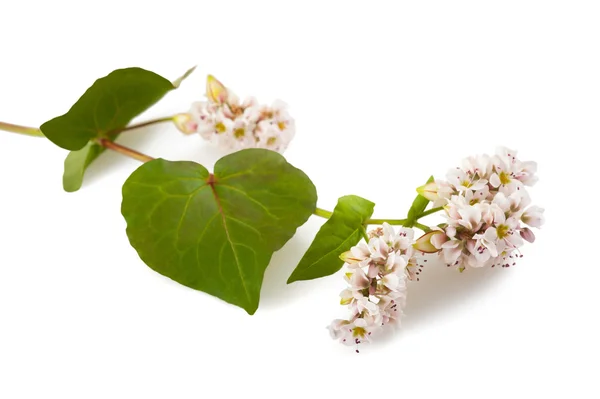 Buckwheat flowers — Stock Photo, Image