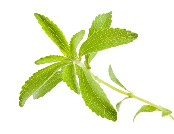 Stevia rebaudiana — Zdjęcie stockowe