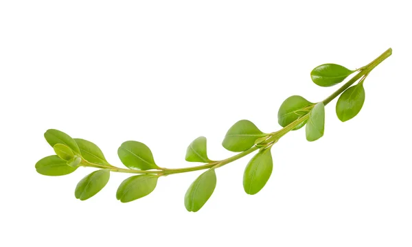 Boxwood branch — Stock Photo, Image