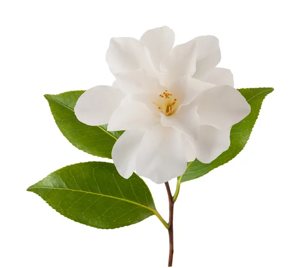 Flor de Camelia — Foto de Stock