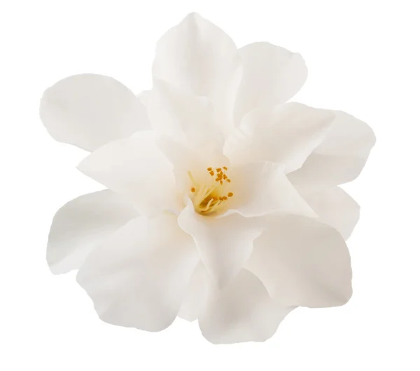 Camellia flower — Stock Photo, Image