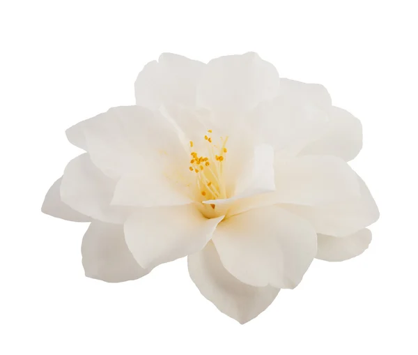 Camellia flower — Stock Photo, Image