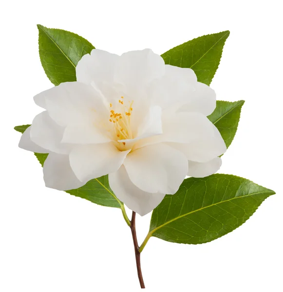 Camellia blomma — Stockfoto