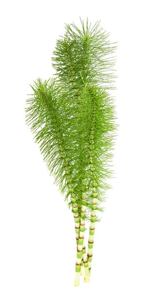 Horsetail — Stock fotografie