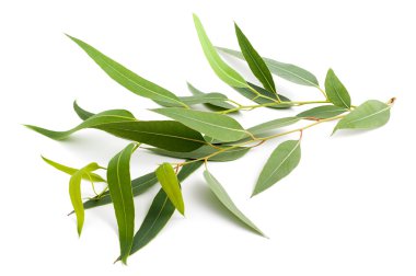 eucalyptus branch clipart