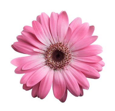 pembe gerbera