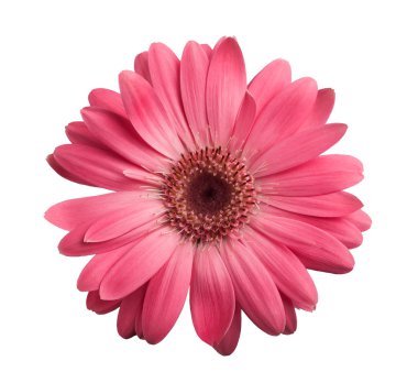 pembe gerbera 