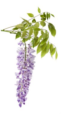 wisteria clipart