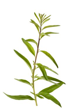 Limon otu