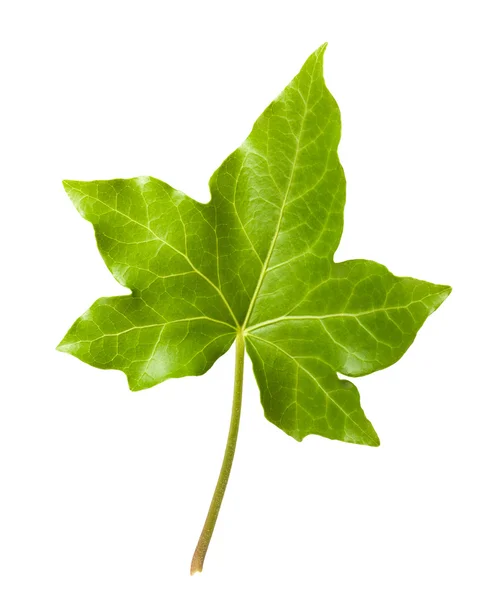 Ivy leaf — Stock Photo, Image