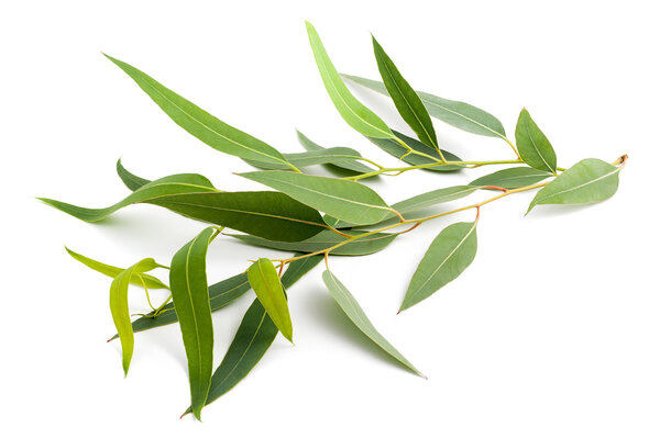 eucalyptus branch