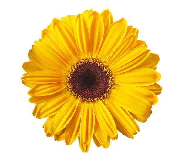 Gele gerbera — Stockfoto