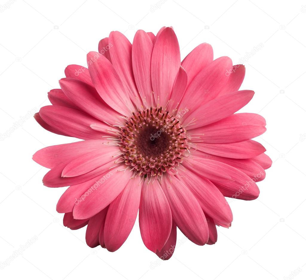 Gerbera blanca y rosa fotos de stock, imágenes de Gerbera blanca y rosa sin  royalties | Depositphotos
