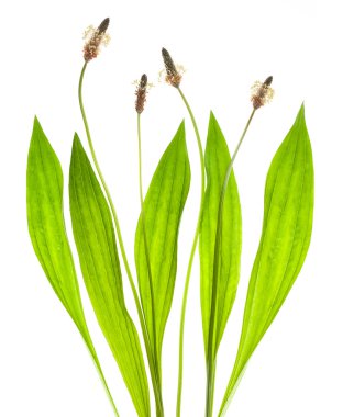 Ribwort