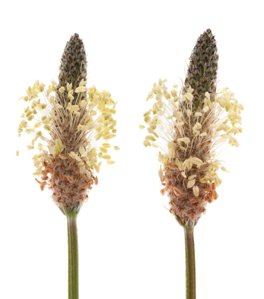 Ribwort plantain — Φωτογραφία Αρχείου