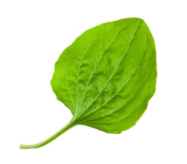 büyük muz yaprağı