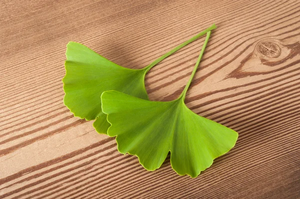 Ginkgo — Stock Photo, Image