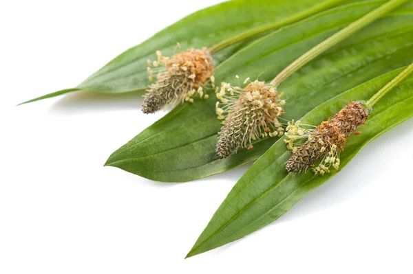 Ribwort. —  Fotos de Stock