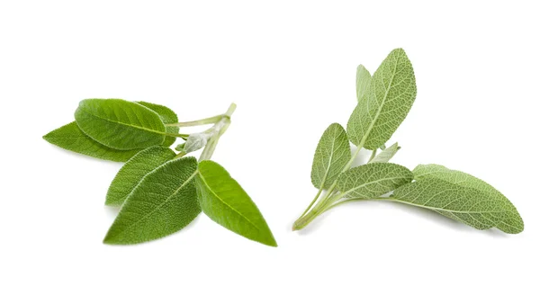 Salvia — Stockfoto