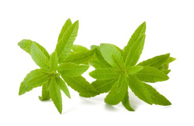 limon Mineçiçeği