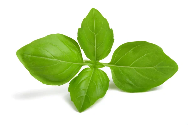 Basil — Stock Photo, Image