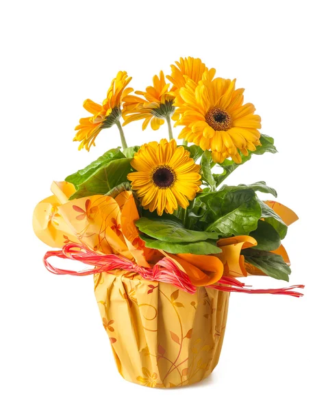 Gele gerbera — Stockfoto