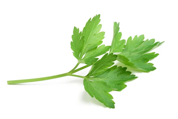 Parsley — Stock Photo, Image