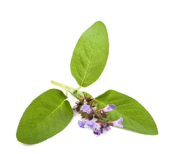  Мудрые цветы
 