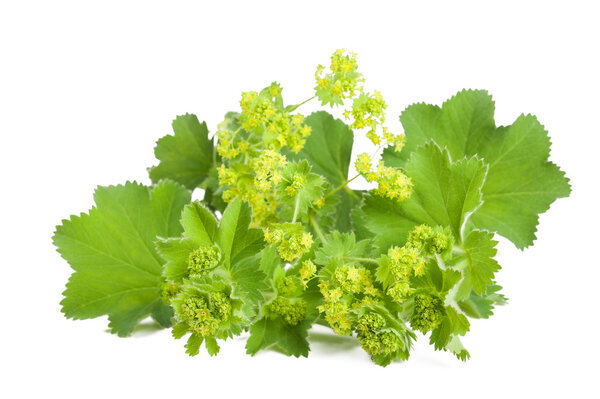 Lady 's Mantle
