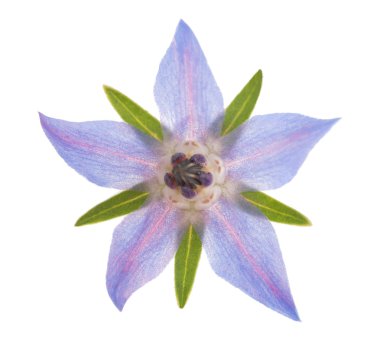 Borage flower  clipart