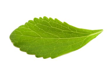 Stevia leaf  clipart