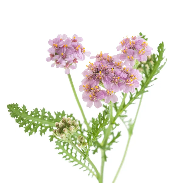 Yarrow. — Foto de Stock