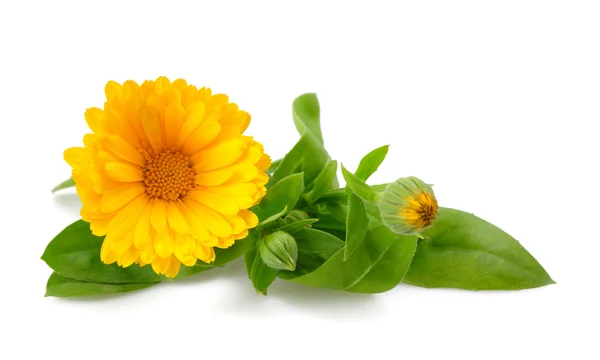 Marigold — Stock Photo, Image