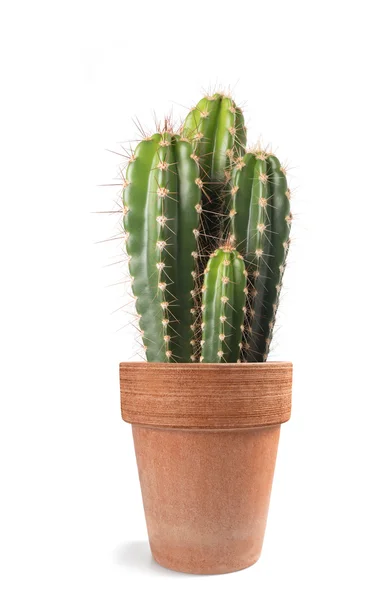 Cactus — Foto de Stock