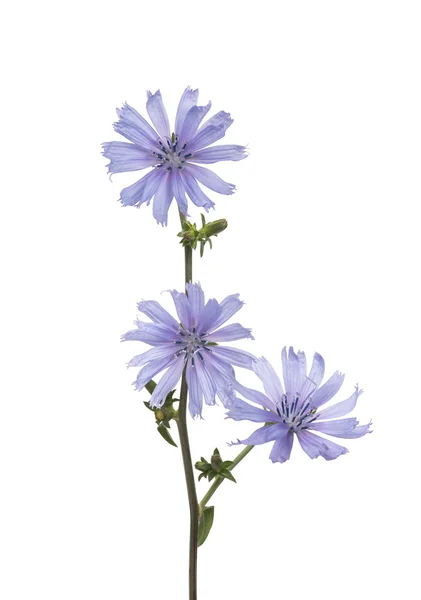 Wild chicory — Stock Photo, Image