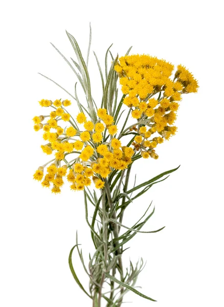 Helychrysum — стокове фото