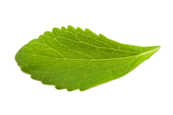 Hoja de stevia — Foto de Stock