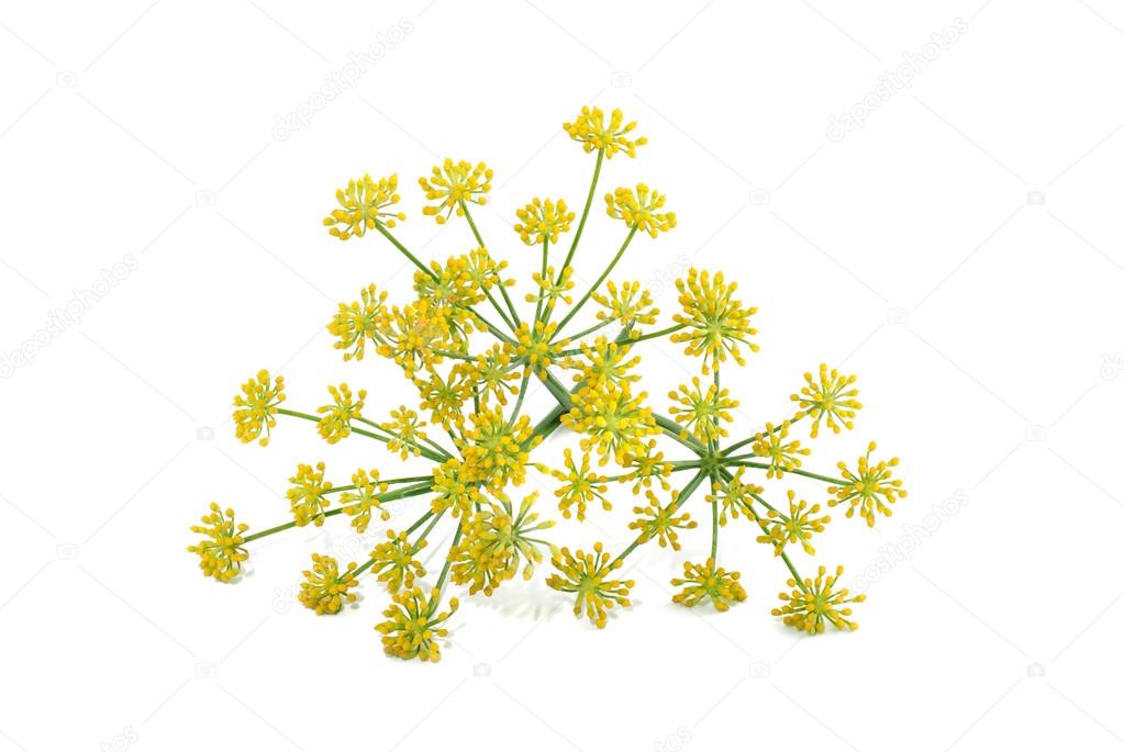 Wild fennel flowers