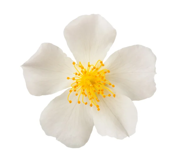 Rose pour chien blanc — Photo