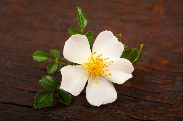 White Dog rose — Stock Photo, Image