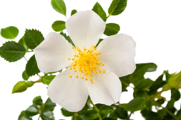 Białego Dzika róża — Zdjęcie stockowe