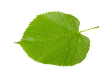 Linden leaf clipart