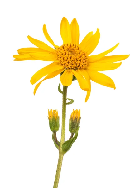 Arnica montana — Fotografia de Stock