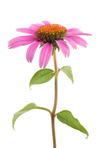 Echinacea — Stockfoto