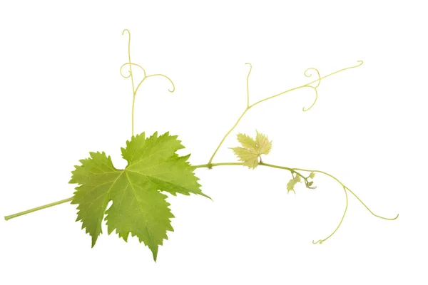 Ramo vitivinícola — Fotografia de Stock