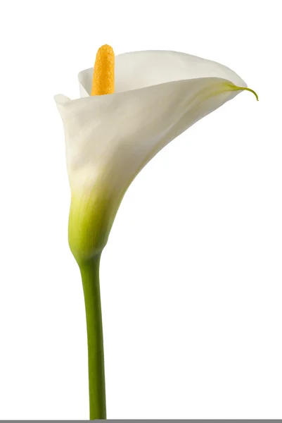 White calla — Stock Photo, Image