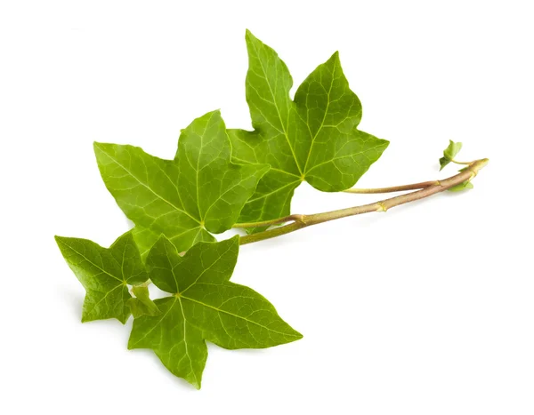 Ivy branch — Stockfoto