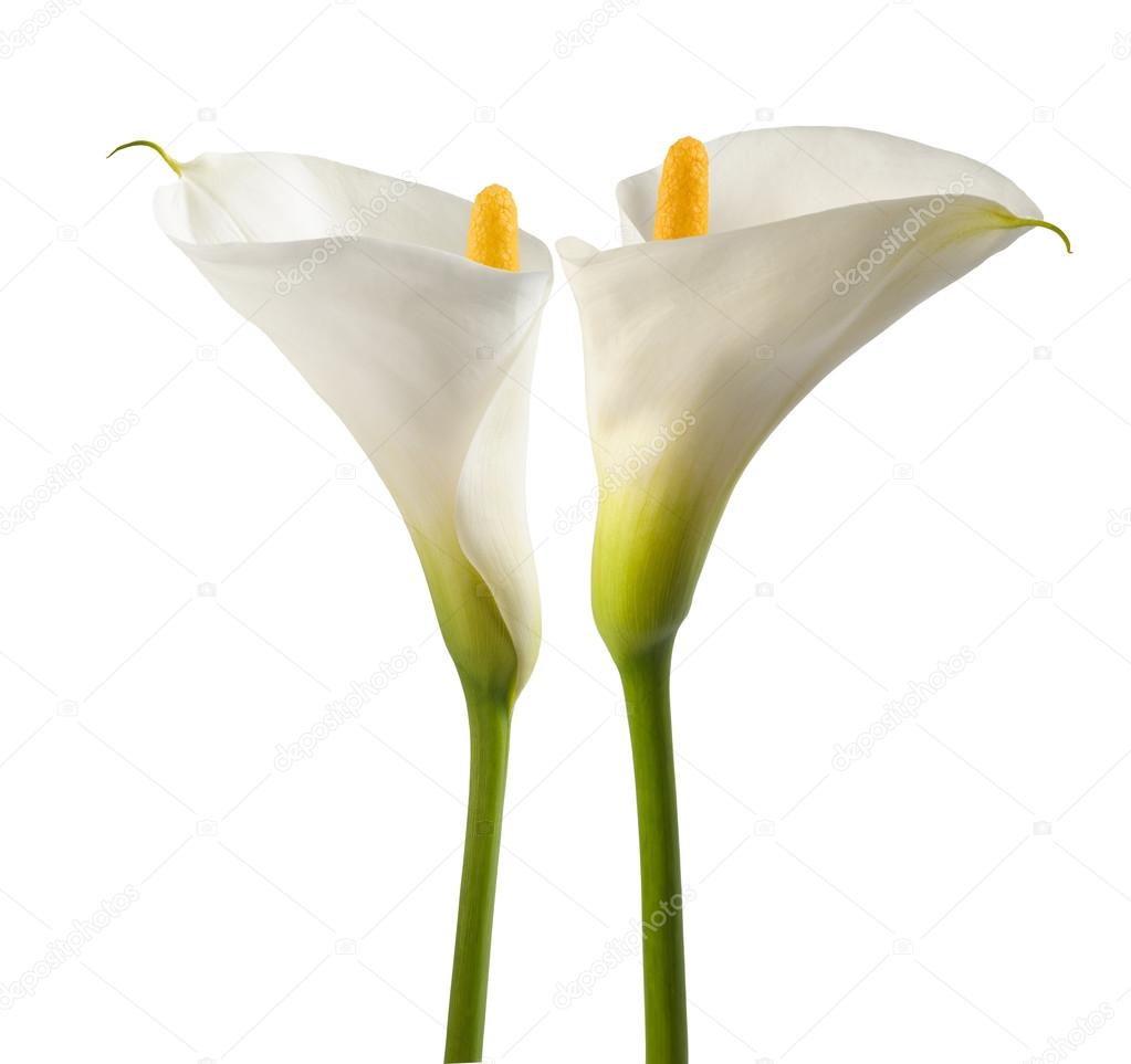 White calla lillies